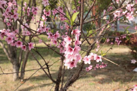 1585621143239357.jpg 圖片34.jpg