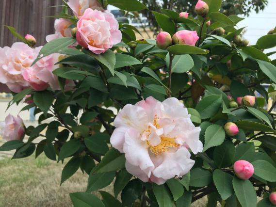 1585621156478492.jpg 圖片36.jpg