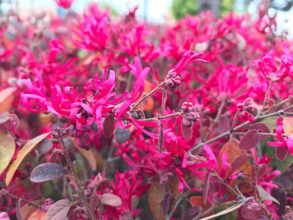 1585621161688653.jpg 圖片37.jpg